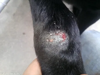 Блефарит у собак, или воспаление век | ВКонтакте