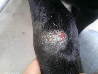 Бактериальный фолликулит у собак / Canine bacterial folliculitis