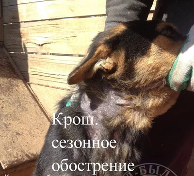 Кожные заболевания у собак: описание и фото болезней