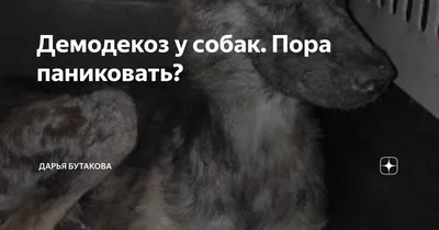 Отзывы посетителей Ветеринарной клиники Биовет на Новогиреевской улице