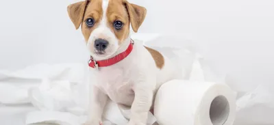 Ветспециалисты сообщили о сложностях лечения пиодермии у собак |  Ветеринария и жизнь