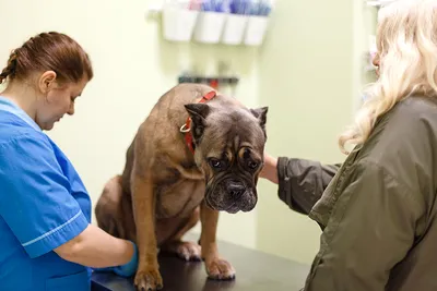 Бурсит у собак симптомы и лечение, советы ветеринаров