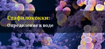 Какие бывают ушные инфекции у собак? | Домашние питомцы и не только.  Ветеринария, Флора и фауна | Дзен