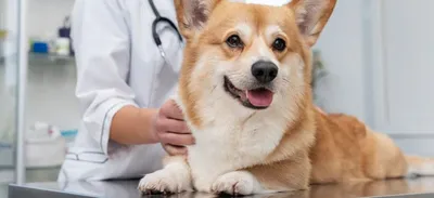 Пиодерма у собак - симптомы и лечение | Лапа помощи | Дзен