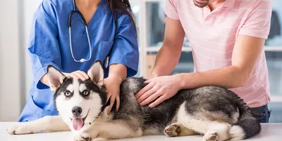 Виды кожных заболеваний у собак: симптомы, причины и лечение