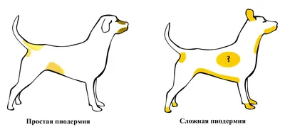 Пиодермия у собак: фото пиодермы, лечение, симптомы