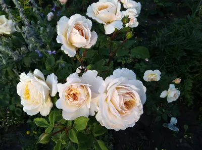 Староанглийская роза (77 фото) »