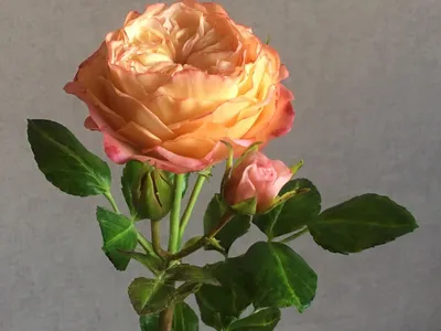 Староанглийская роза Аврора в интернет-магазине Ярмарка Мастеров по цене  4500 ₽ – E3P69RU | Композиции, Москва - доставка по России