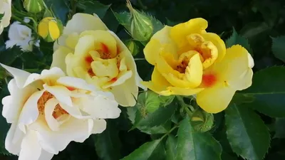 Красивые и неприхотливые розы, которые хорошо растут и цветут даже в Сибири  | Дачный дневник пенсионерки | Дзен