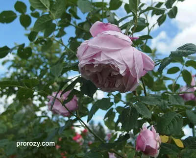 🌹Староанглийская роза \"Моро\"🌹 Староанглийскими называются широко  распустившиеся розы, лепестки которых лениво развалились по сторонам,  открывая взору... | By Silk flowers by Galina Fridman | Facebook