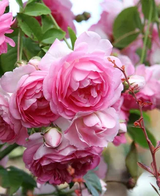 Роза Пейшенс (Patience) - «Густомахровая ароматная красавица. » | отзывы