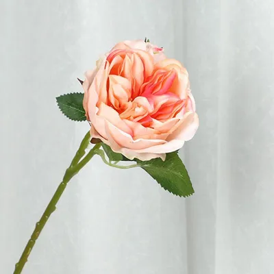Розы шарообразные Piano, Red, Pink, Charming | ВКонтакте | Розы, Английская  роза, Полимеры