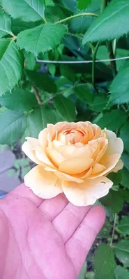 Пионовидные розы купить с доставкой в Спб | Fleur de Lys