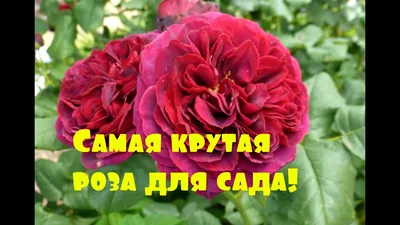 Анфиса Корелова цветы из шелка и кожи
