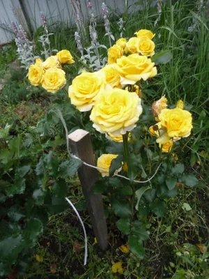 Искусственная шелковая роза, реалистичное цветение, искусственные цветы для  вечеринки, свадьбы, домашнего декора, настоящее прикосновение, поддельная  Остинская роза с бутоном – лучшие товары в онлайн-магазине Джум Гик