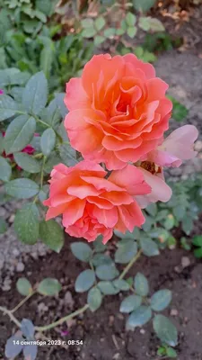 Королева цветов - ее величество Роза - Канзаши - Страна Мам
