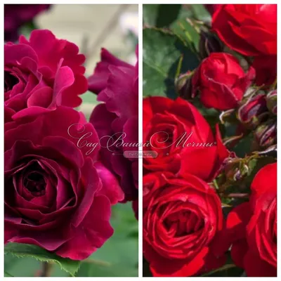 Продается плетистие розы: 60 000 so'm - Bog'-tomorqa Toshkent на Olx