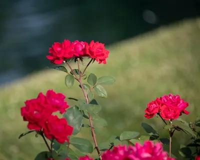 Пионовидные розы купить с доставкой в Спб | Fleur de Lys