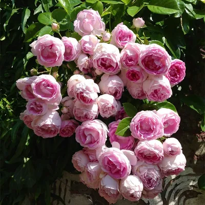 Artflower.kz | Букет из 25 пионовидных роз Red Piano - Купить с доставкой в  Алматы по лучшей цене