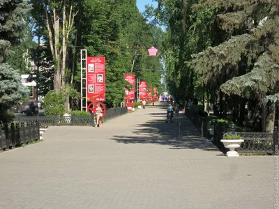 Жителей крупного микрорайона в Балаково \"терроризирует\" старое дерево