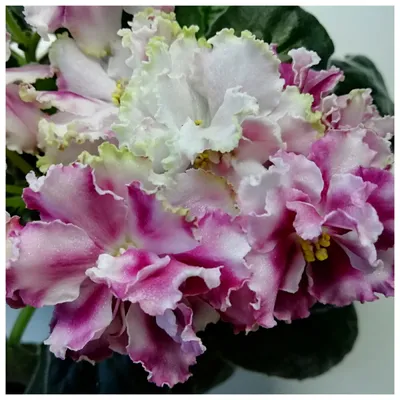 Стассия(сеянец К.Морева) | Сенполия, Фотография цветов, Фиалки