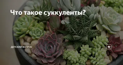 Суккуленты - популярные сорта, виды, выращивание и уход :: myPlants