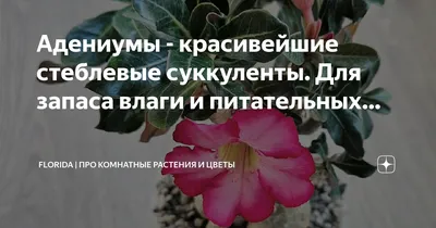 Суккулент Эуфорбия Акруренсис – Купить Суккулент Эуфорбия Акруренсис в  Киеве с доставкой