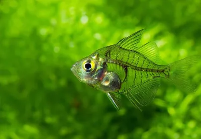 Аквариумная рыба стеклянный окунь: описание, содержание и разведение