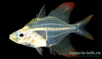 Стеклянный окунь (Parambassis ranga) – лучеперая рыбка из одноименного  семейства, обладающая поразительной особенностью – её чешуя прозрачная,  что... | By Зоомагазин \"Мурка\" | Facebook