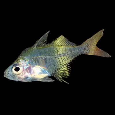 Индийские стеклянные рыбы аквариума окуня Стоковое Фото - изображение  насчитывающей аквариум, пресноводно: 36976524