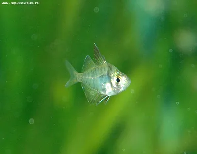 Акватрейс - Прозрачные рыбы бывают? ДА! 😃 Например, как этот стеклянный  окунь. Очень неприхотливая и мирная рыба для любого домашнего аквариума.  Если Вы только купили аквариум или собираетесь это сделать, то рекомендуем