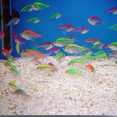 Окунь стеклянный цветной – Моя рибка