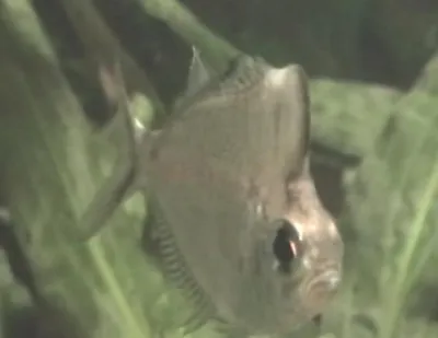 Стеклянный окунь (Parambassis ranga) – лучеперая рыбка из одноименного  семейства, обладающая поразительной особенностью – её чешуя прозрачная,  что... | By Зоомагазин \"Мурка\" | Facebook