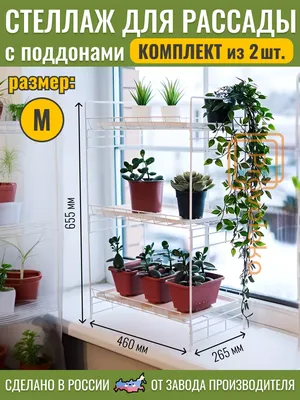 Размещение и освещение Фиалок (Сенполий) - FloraPiter.Ru коллекционные  ФИАЛКИ из Санкт-Петербурга