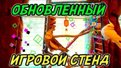 Витрина-клетка для птиц | Каталог