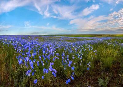 Степь Весной, Фотография - Николай Матюшенков | Artmajeur