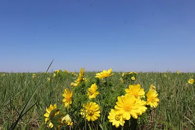 Калмыцкая степь весной» — создано в Шедевруме