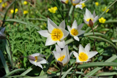 File:Двухцветковые степные тюльпаны.jpg - Wikipedia