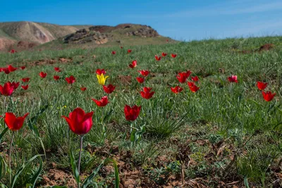 В степи под Херсоном расцвели краснокнижные тюльпаны (ФОТО): читать на  Golos.ua