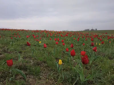 Аленький цветочек степи | Русское географическое общество