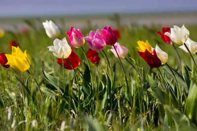 Цветут дикие тюльпаны в степи. Photographer Lashkov Fedor