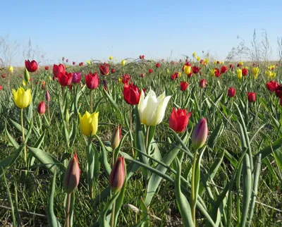 Тур «Апрельское цветение степных тюльпанов»