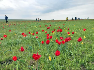 Дикие тюльпаны степей Калмыкии | Большая Страна