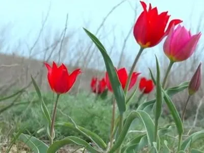 степной тюльпан | Тюльпаны, Природа, Цветы