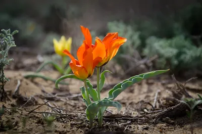 Тюльпаны казахстана (37 фото) - 37 фото