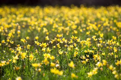 Если сорвать один цветок - в следующем году более 200 семян не взойдут”  Экологи защищают тюльпановые поля Калмыкии - KP.RU