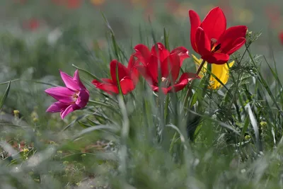 Фестиваль тюльпанов, степные тюльпаны, тюльпаны Саратовской области Stock  Photo | Adobe Stock