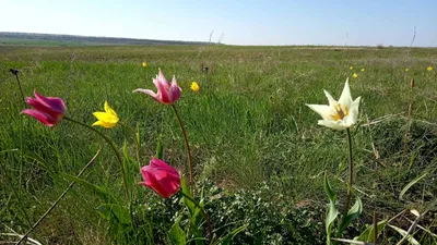 Фестиваль тюльпанов в Калмыкии и буддийская Элиста