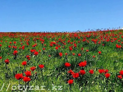 Тюльпаны в степях Казахстана — Фото №224966