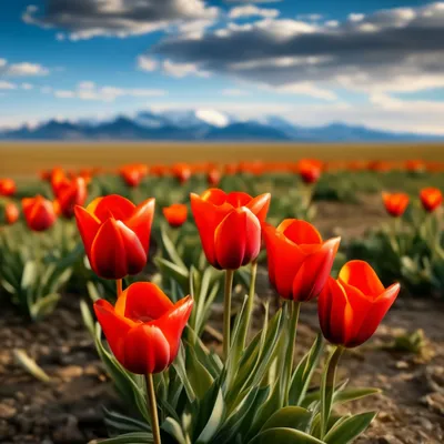 Оренбургская степь расцвела разноцветными тюльпанами | Южный Урал
